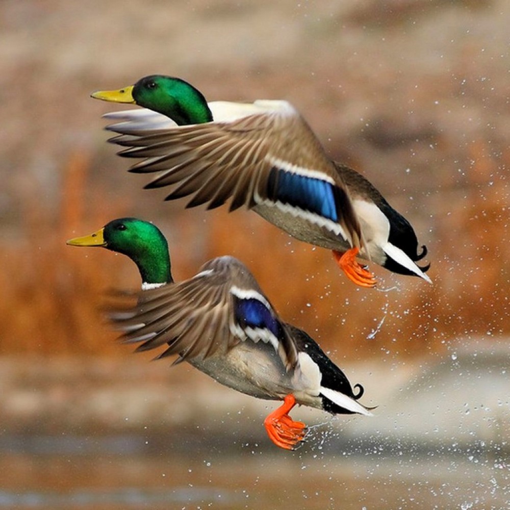 pato-categ